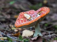 Angenagter Fliegenpilz